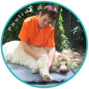 Chien-Zen – Formation professionnelle au massage canin